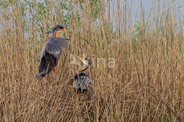 Purperreiger (Ardea purpurea)