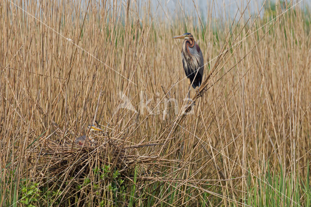 Purperreiger (Ardea purpurea)