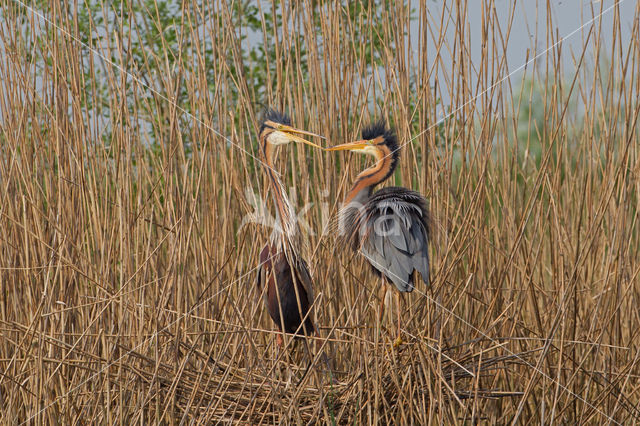 Purperreiger (Ardea purpurea)