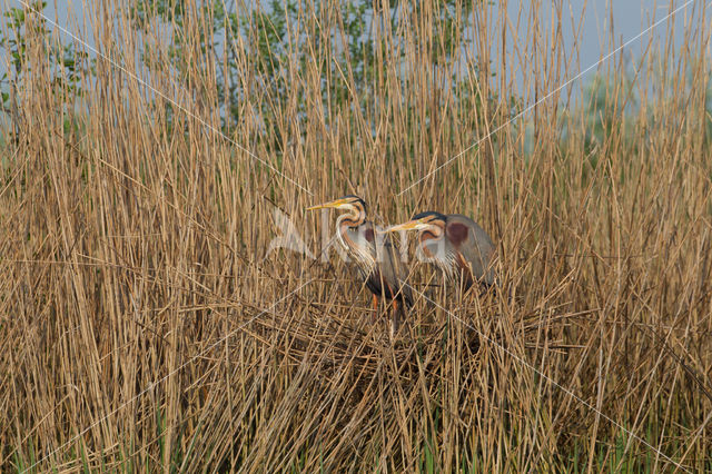 Purple Heron (Ardea purpurea)