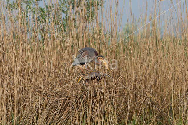 Purperreiger (Ardea purpurea)