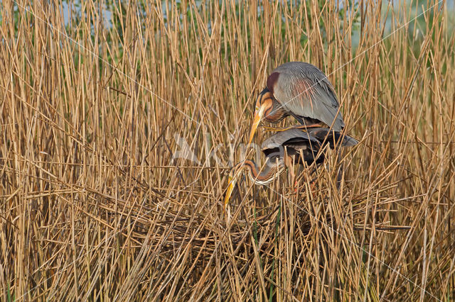 Purperreiger (Ardea purpurea)