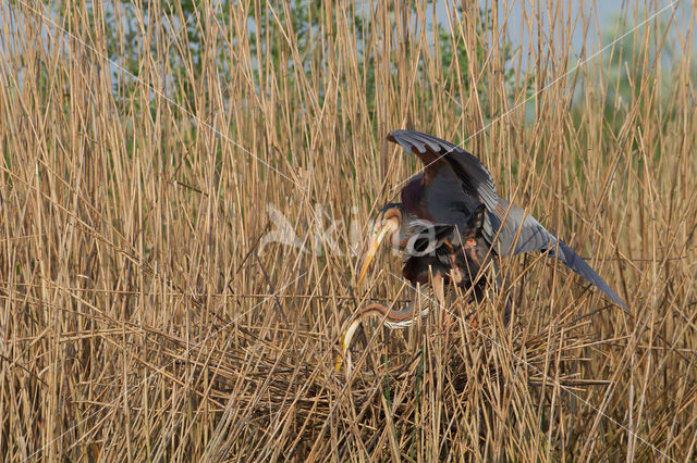 Purple Heron (Ardea purpurea)