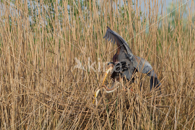 Purperreiger (Ardea purpurea)