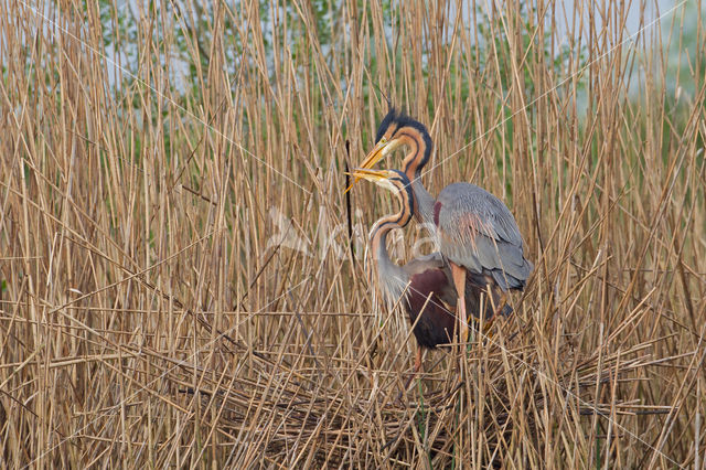 Purperreiger (Ardea purpurea)