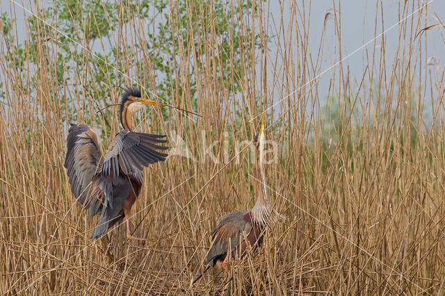 Purperreiger (Ardea purpurea)