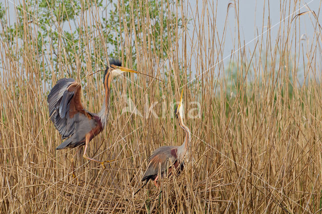 Purperreiger (Ardea purpurea)