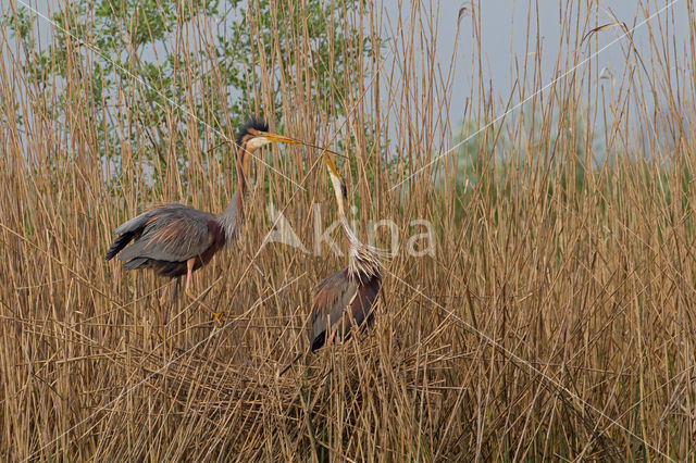 Purperreiger (Ardea purpurea)