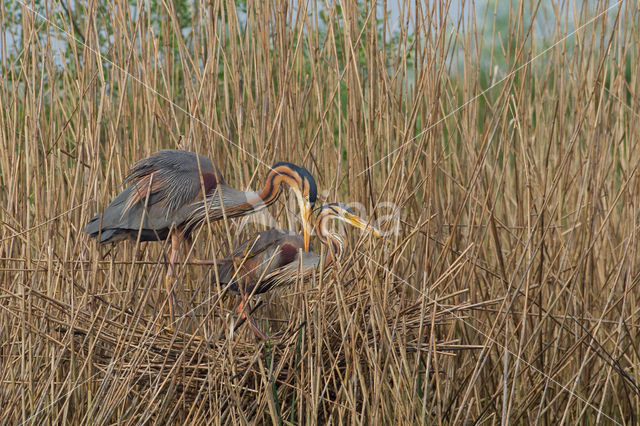 Purperreiger (Ardea purpurea)