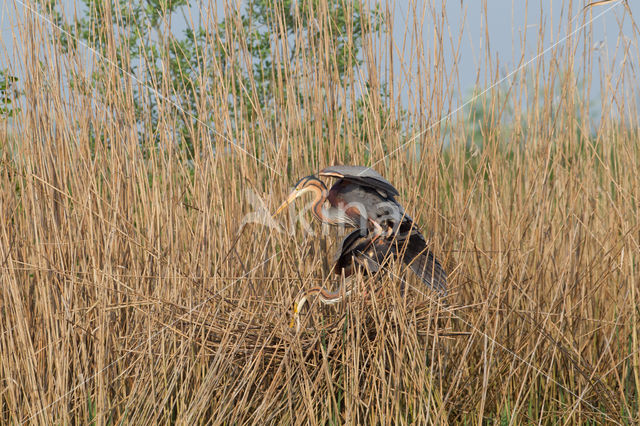 Purperreiger (Ardea purpurea)