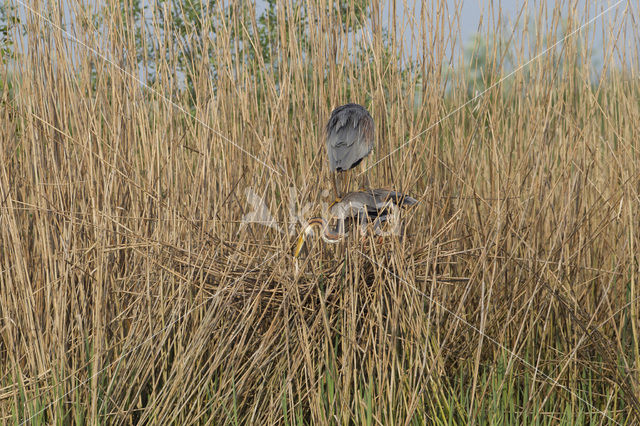 Purperreiger (Ardea purpurea)