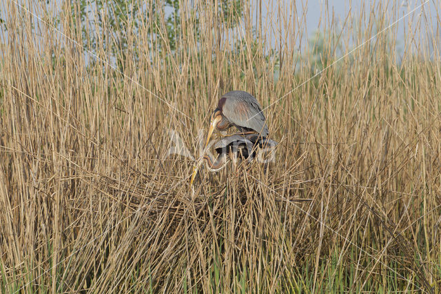 Purperreiger (Ardea purpurea)