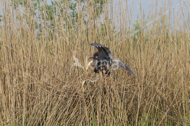 Purple Heron (Ardea purpurea)