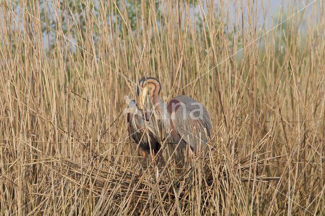 Purperreiger (Ardea purpurea)