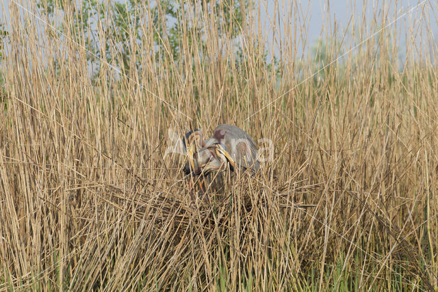 Purperreiger (Ardea purpurea)