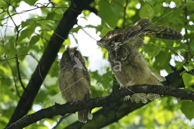 Ransuil (Asio otus)