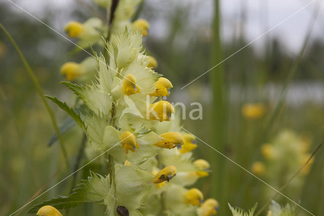 Ratelaar (Rhinanthus spec.)