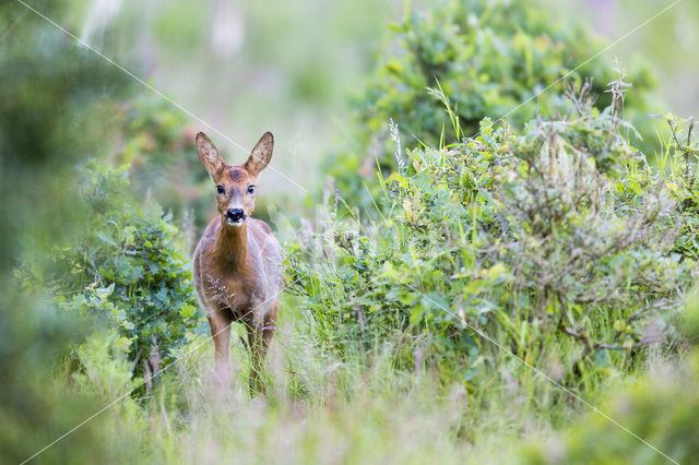 Ree (Capreolus capreolus)