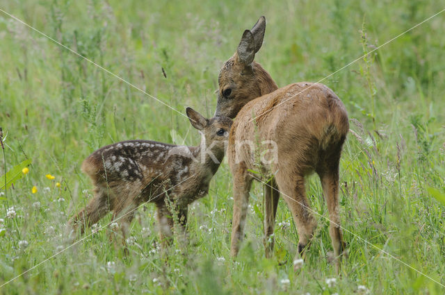 Ree (Capreolus capreolus)