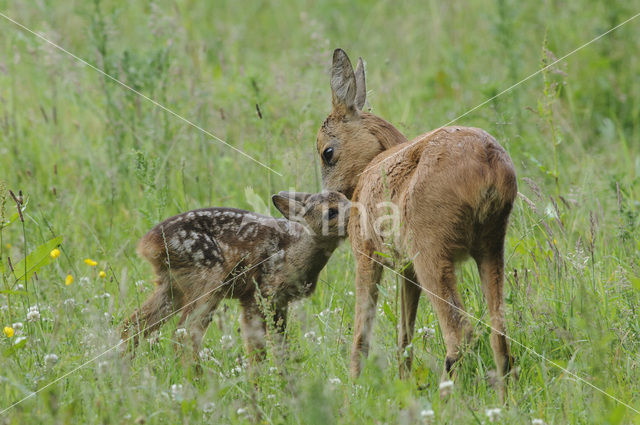 Ree (Capreolus capreolus)