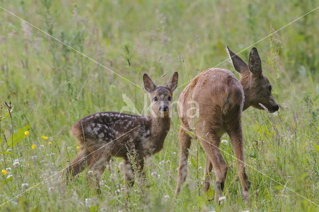 Ree (Capreolus capreolus)