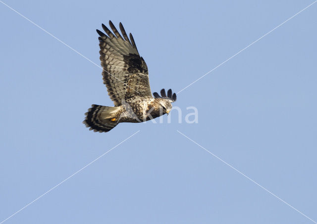 Ruigpootbuizerd (Buteo lagopus)