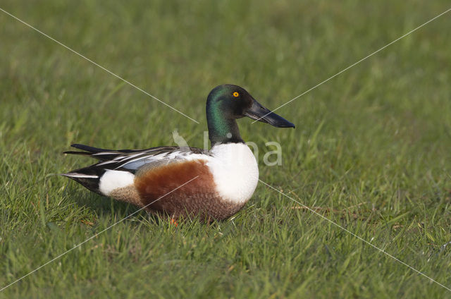 Slobeend (Anas clypeata)