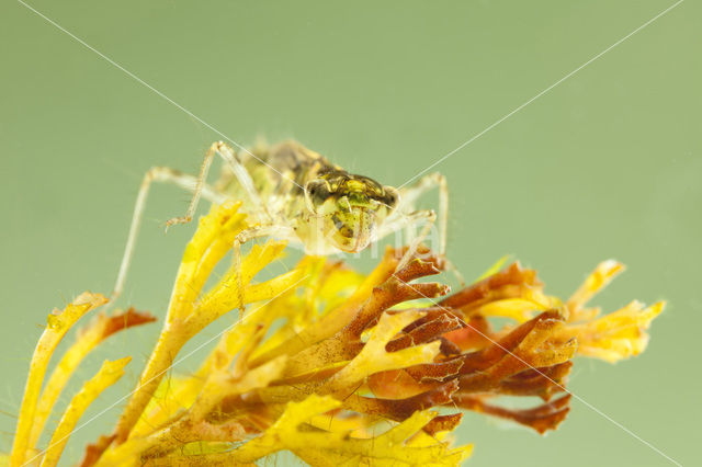 Steenrode heidelibel (Sympetrum vulgatum)