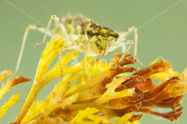 Steenrode heidelibel (Sympetrum vulgatum)