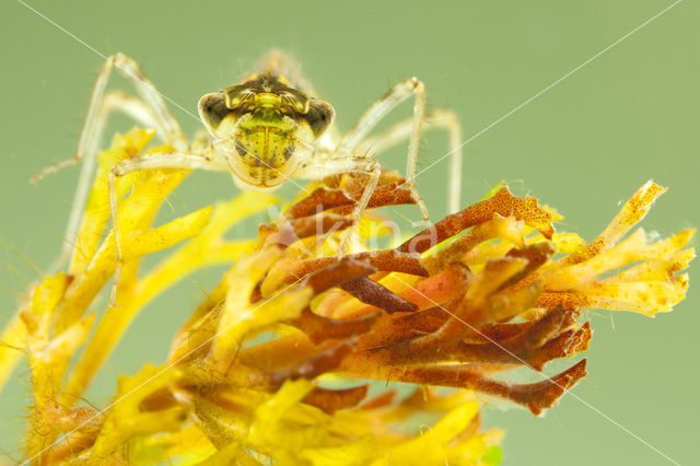 Steenrode heidelibel (Sympetrum vulgatum)