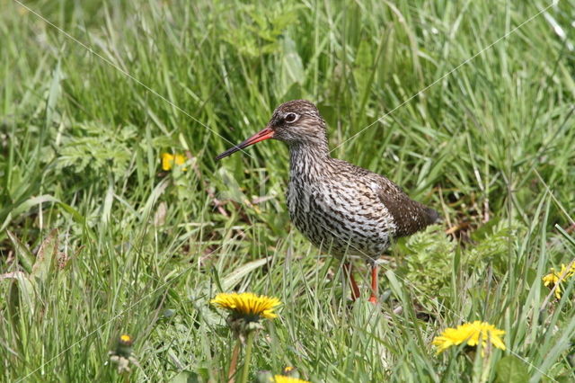 Tureluur (Tringa totanus)