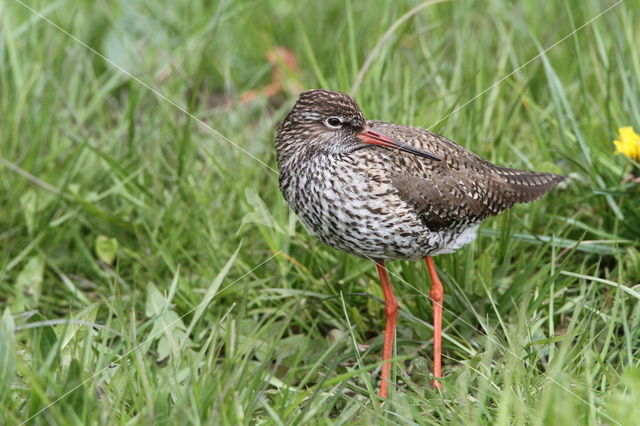 Tureluur (Tringa totanus)