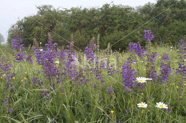 Veldsalie (Salvia pratensis)