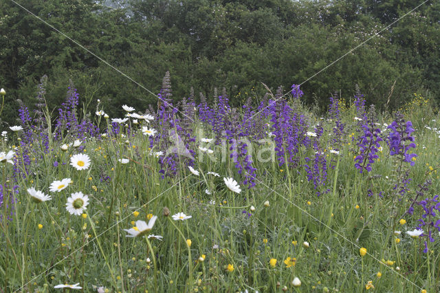 Veldsalie (Salvia pratensis)