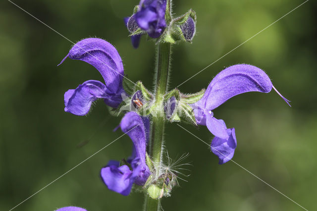 Veldsalie (Salvia pratensis)