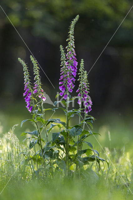 Vingerhoedskruid (Digitalis spec.)