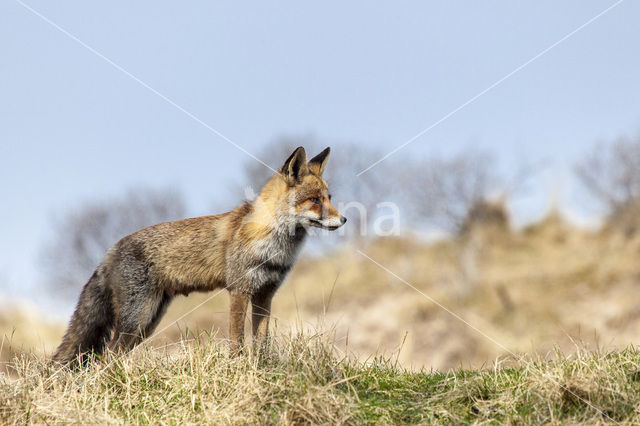 Vos (Vulpes vulpes)