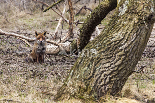 Vos (Vulpes vulpes)