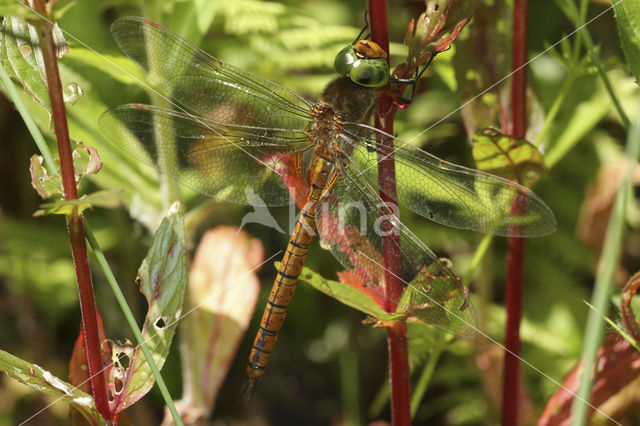 Northern Hawker (Aeshna isosceles)