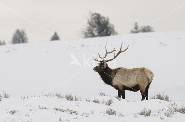 Wapiti (Cervus canadensis)