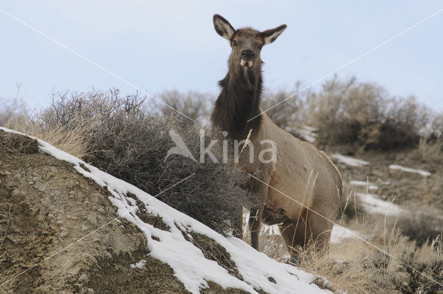 Wapiti (Cervus canadensis)