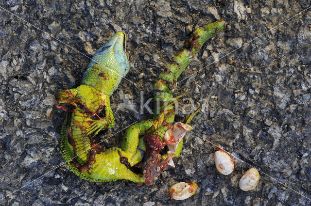 Westelijke Smaragdhagedis (Lacerta bilineata)