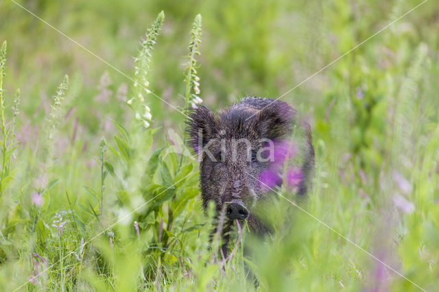 Wild zwijn