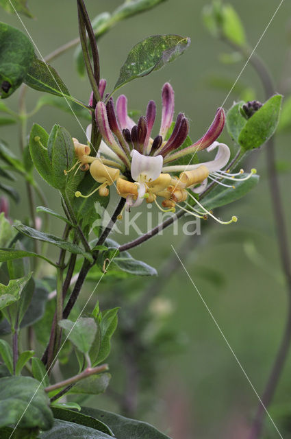 Wilde kamperfoelie (Lonicera periclymenum)