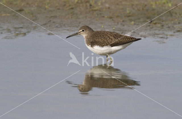 Green Sandpiper (Tringa ochropus)