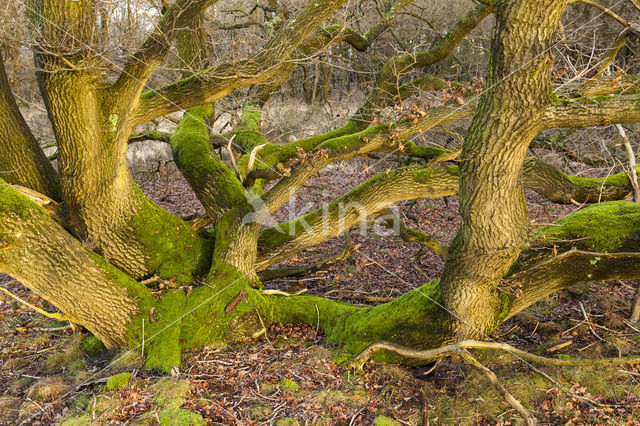 Zomereik (Quercus robur)