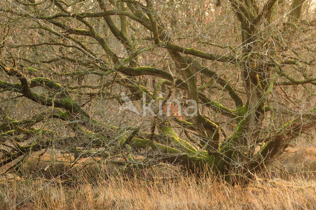 Zomereik (Quercus robur)