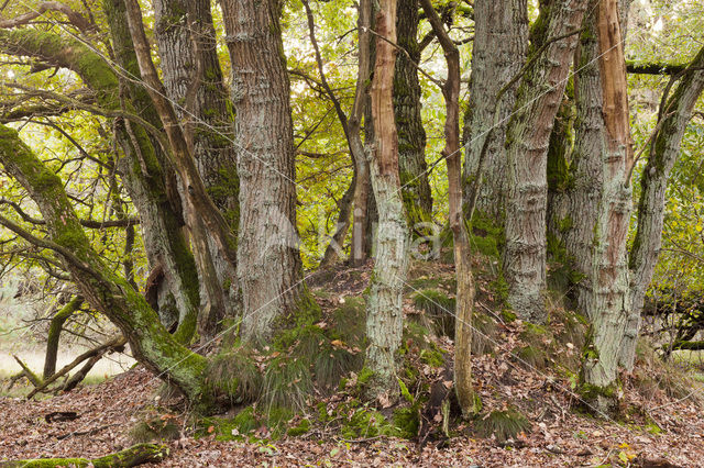 Zomereik (Quercus robur)