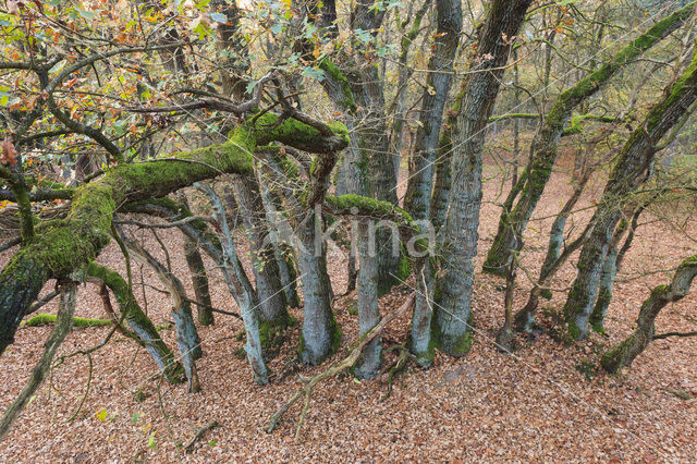 Common Oak