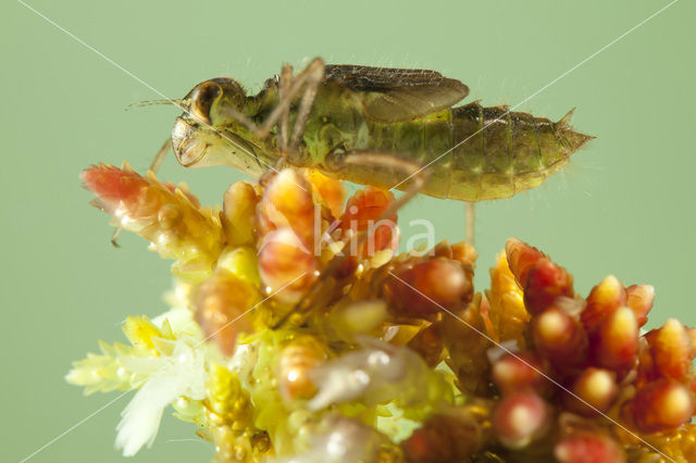 Zwarte heidelibel (Sympetrum danae)